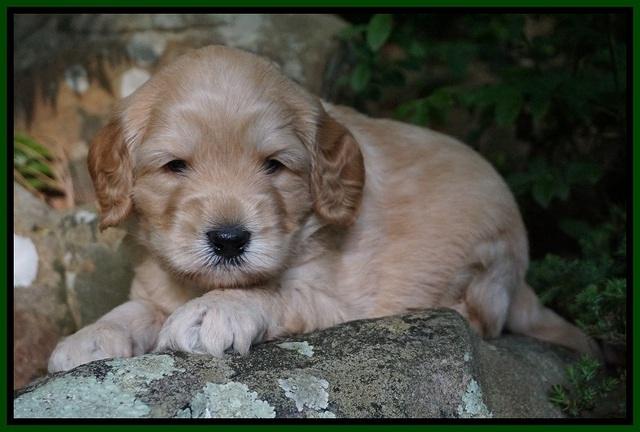 BB Marlow pups 4 wks old 1262