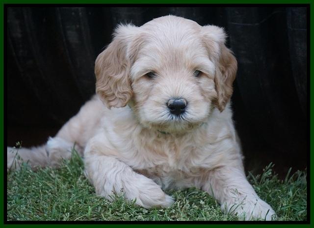BB Marlow pups 5 wks old 251