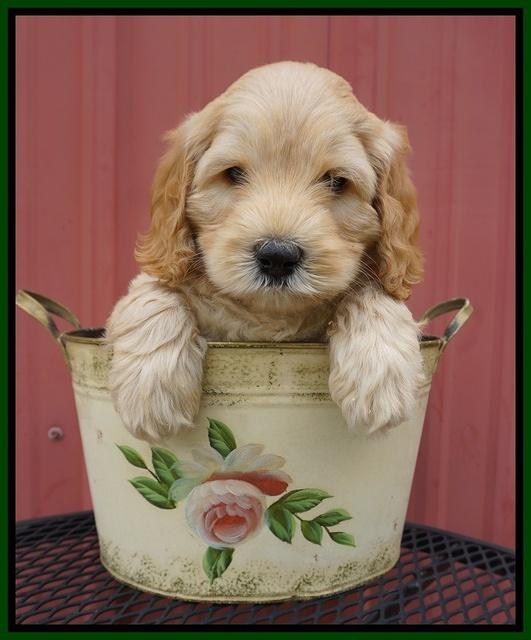 BB Marlow pups 6 wks old 131