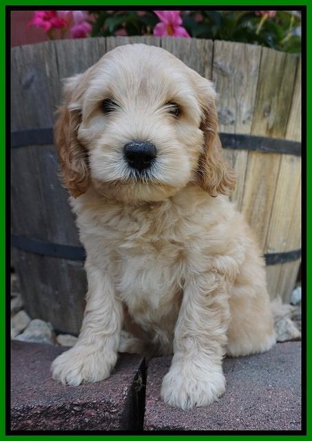 BB Marlow pups 7 wks old 171