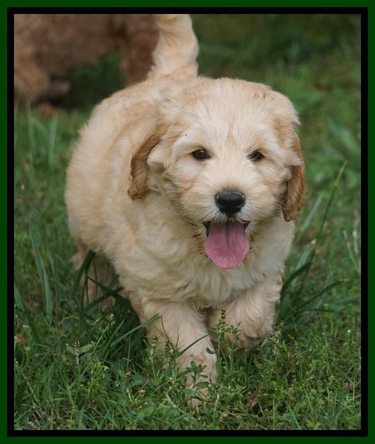 BB Marlow pups 7.5 wks old 201