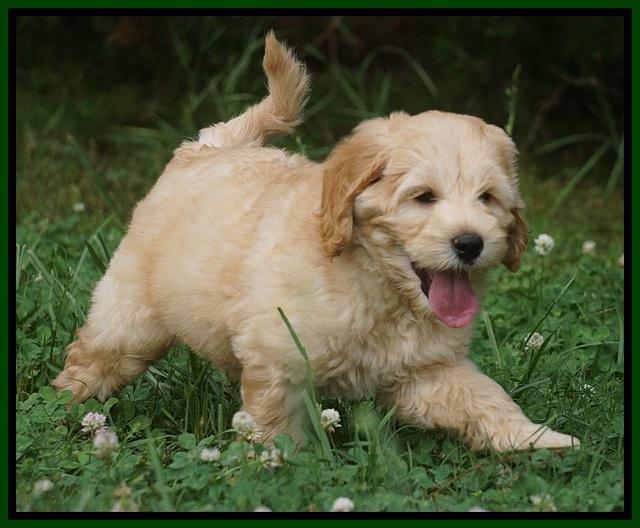 BB Marlow pups 7.5 wks old 211