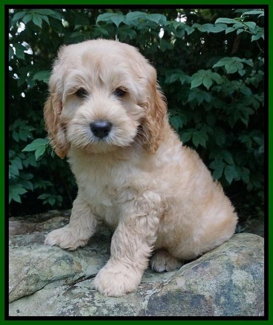 BB Marlow pups 8 wks old 101