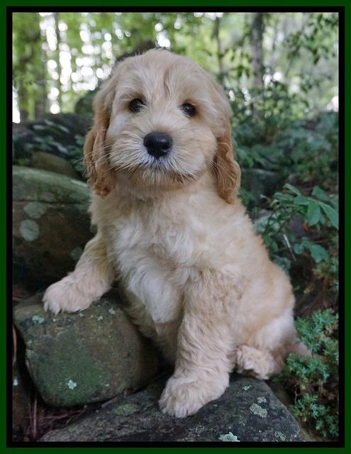 BB Marlow pups 8 wks old 91