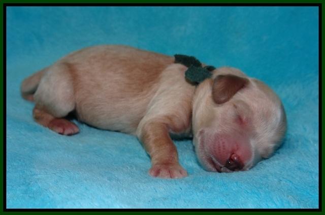BB Marlow pups Newborn 101