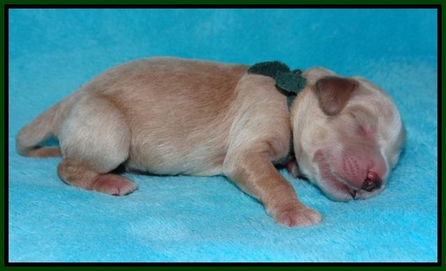 BB Marlow pups Newborn 91