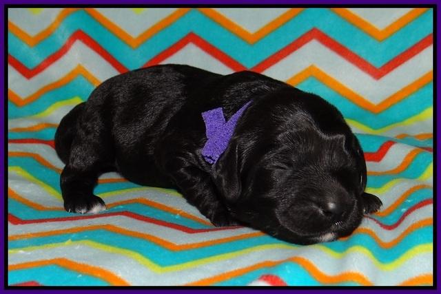 BB Marlow pups 1 week old 101