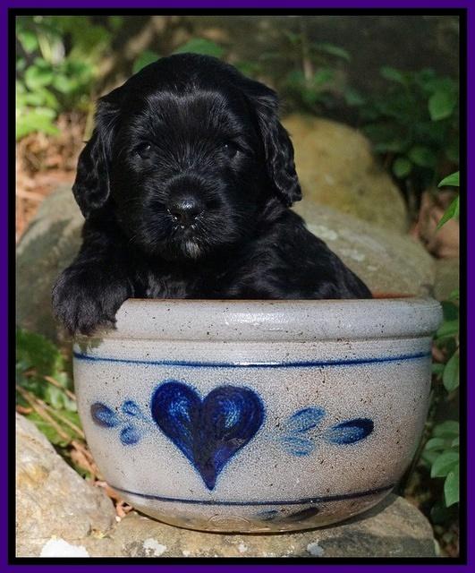 BB Marlow pups 4 wks old 131