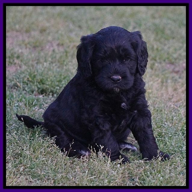 BB Marlow pups 5 wks old 291