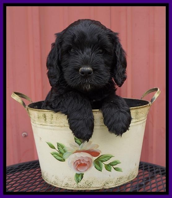 BB Marlow pups 6 wks old 141