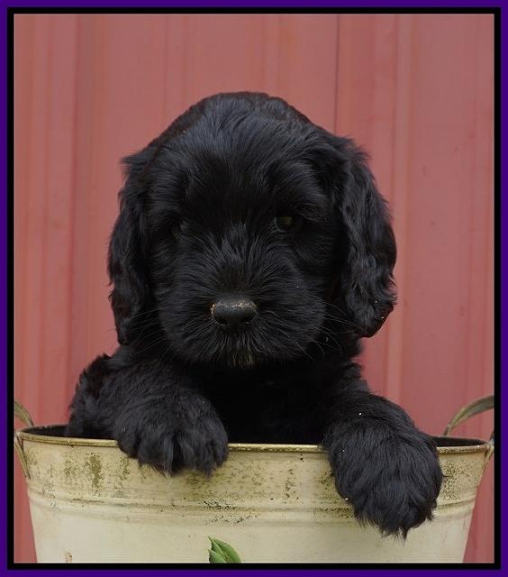 BB Marlow pups 6 wks old 161