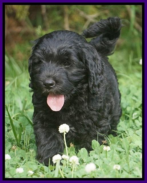 BB Marlow pups 7.5 wks old 181