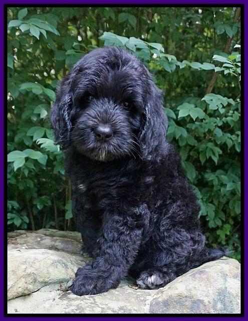 BB Marlow pups 8 wks old 21