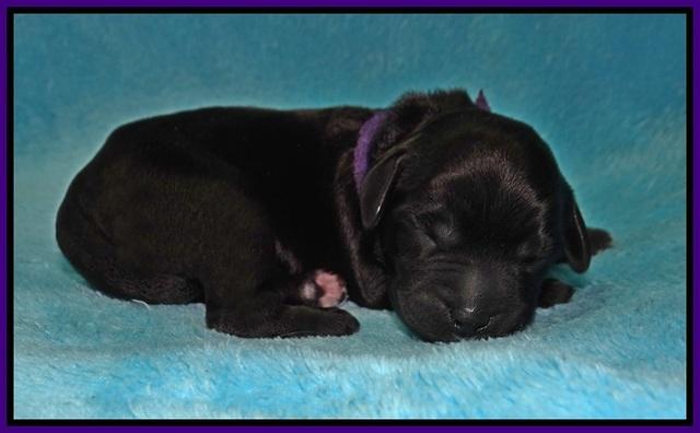 BB Marlow pups Newborn 111