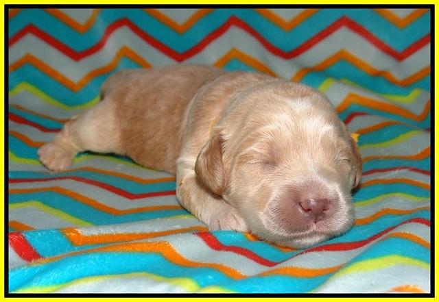 BB Marlow pups 1 week old 161