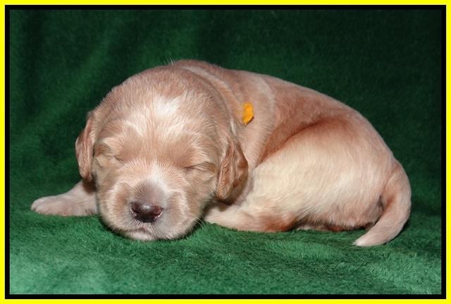 BB Marlow pups 2 wks old 121