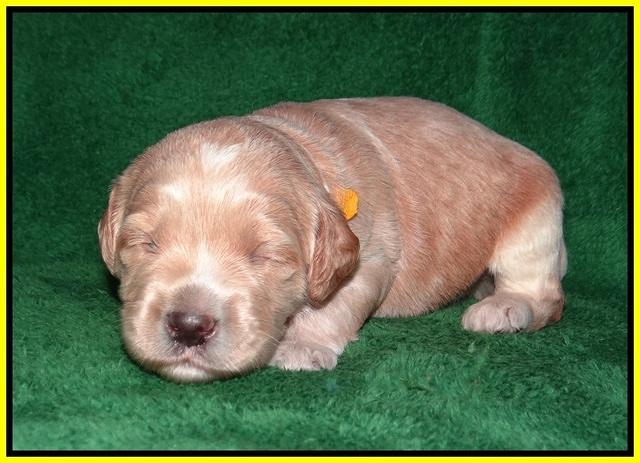 BB Marlow pups 2 wks old 131