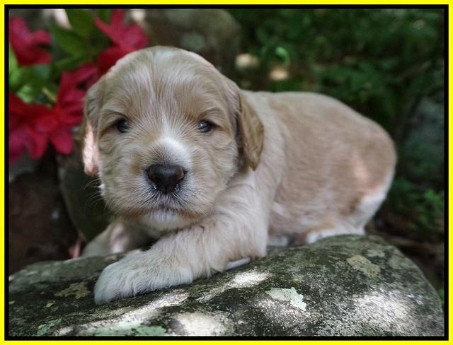 BB Marlow pups 3 wks old 201