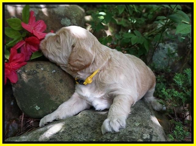 BB Marlow pups 3 wks old 221