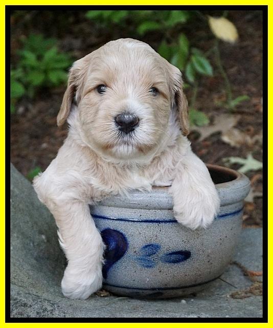 BB Marlow pups 4 wks old 161