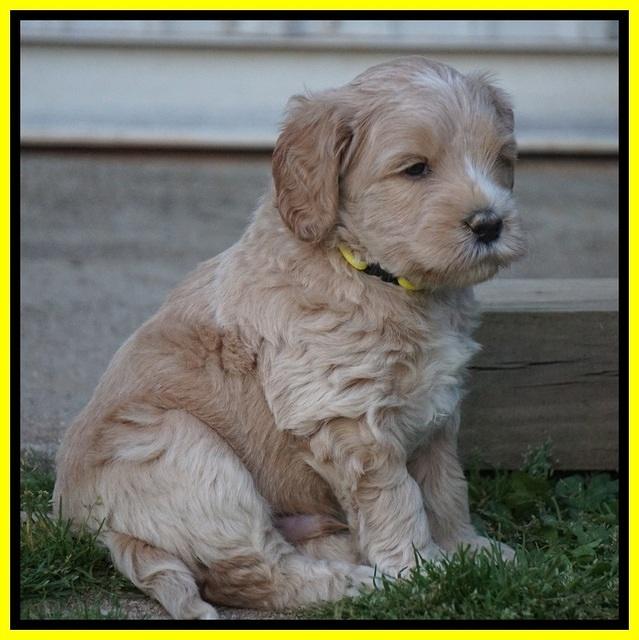 BB Marlow pups 5 wks old 391