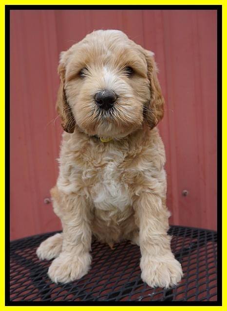BB Marlow pups 6 wks old 191