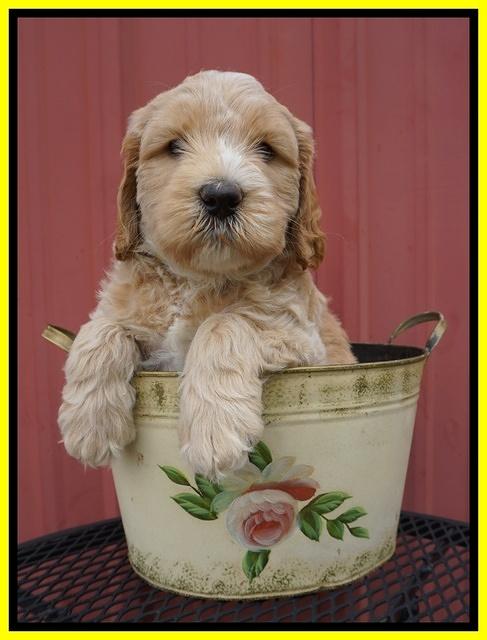 BB Marlow pups 6 wks old 201