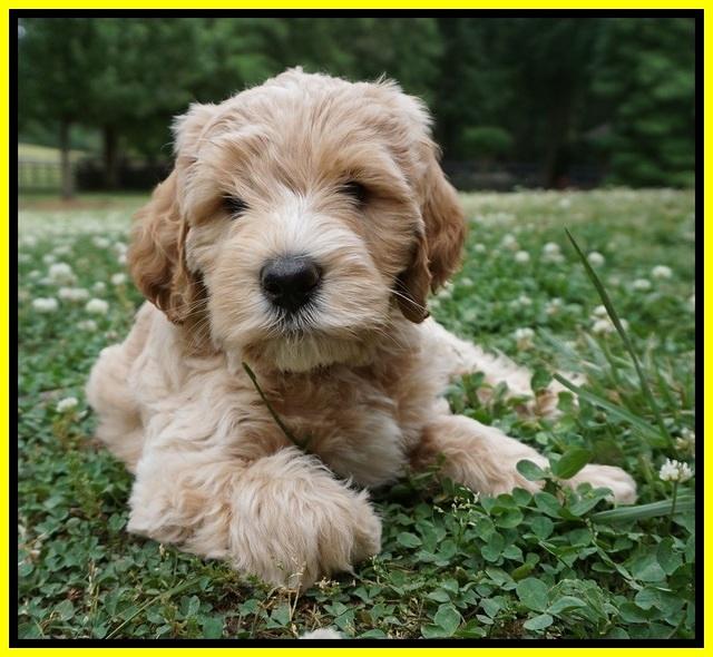 BB Marlow pups 7 wks old 261