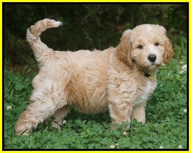 BB Marlow pups 7.5 wks old 81