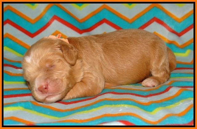 BB Marlow pups 1 week old 121