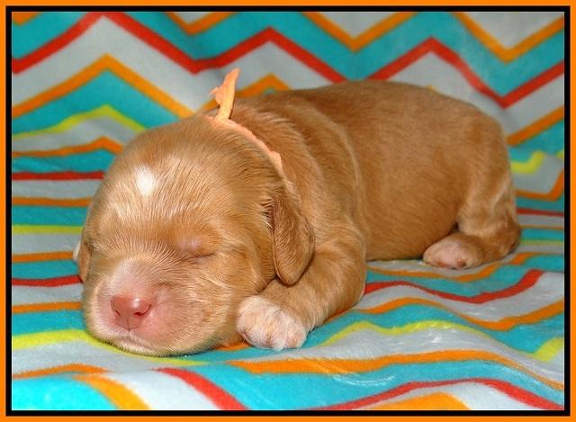 BB Marlow pups 1 week old 131