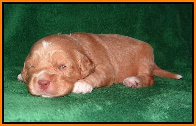 BB Marlow pups 2 wks old 151