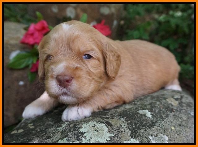 BB Marlow pups 3 wks old 251