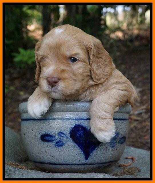BB Marlow pups 4 wks old 191