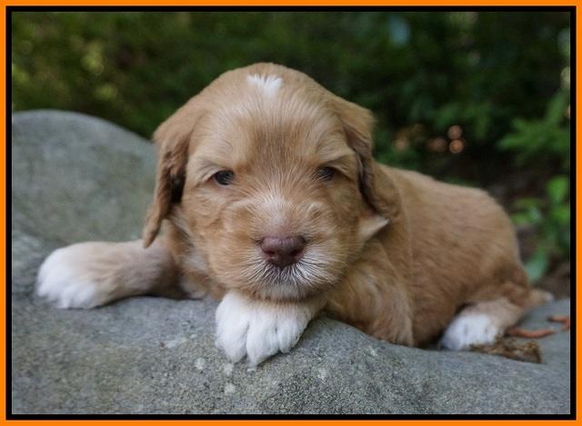 BB Marlow pups 4 wks old 221