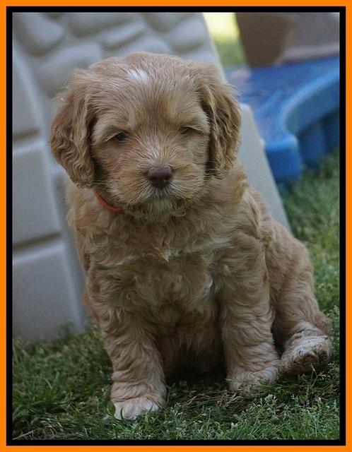 BB Marlow pups 5 wks old 411