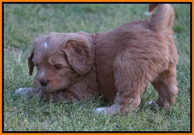 BB Marlow pups 5 wks old 421