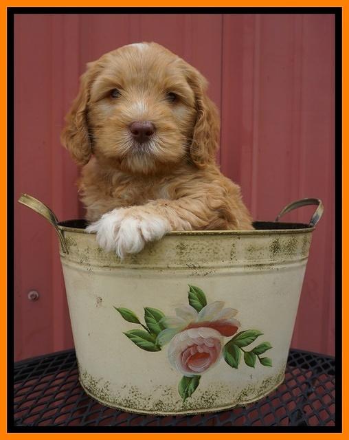 BB Marlow pups 6 wks old 241