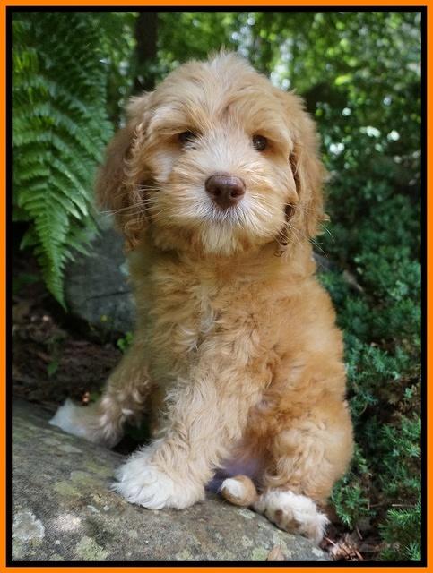 BB Marlow pups 8 wks old 1170