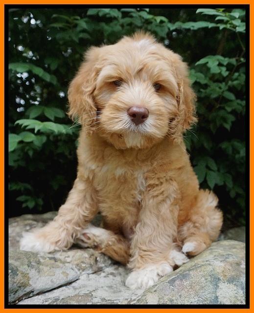 BB Marlow pups 8 wks old 4170