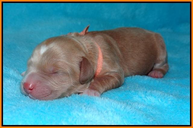 BB Marlow pups Newborn 151