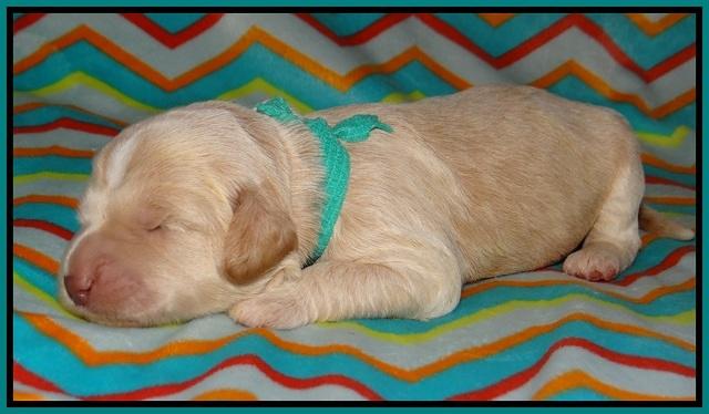 BB Marlow pups 1 week old 141