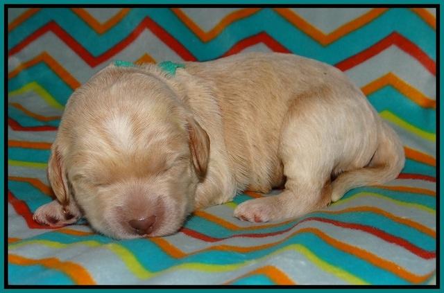 BB Marlow pups 1 week old 151