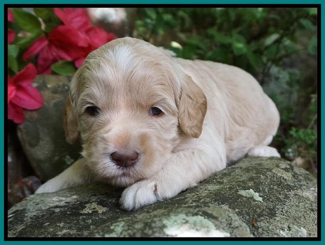 BB Marlow pups 3 wks old 271