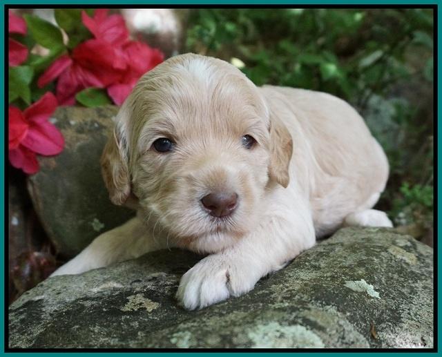 BB Marlow pups 3 wks old 281