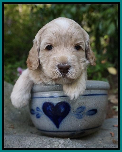 BB Marlow pups 4 wks old 241