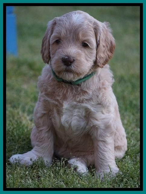 BB Marlow pups 5 wks old 451
