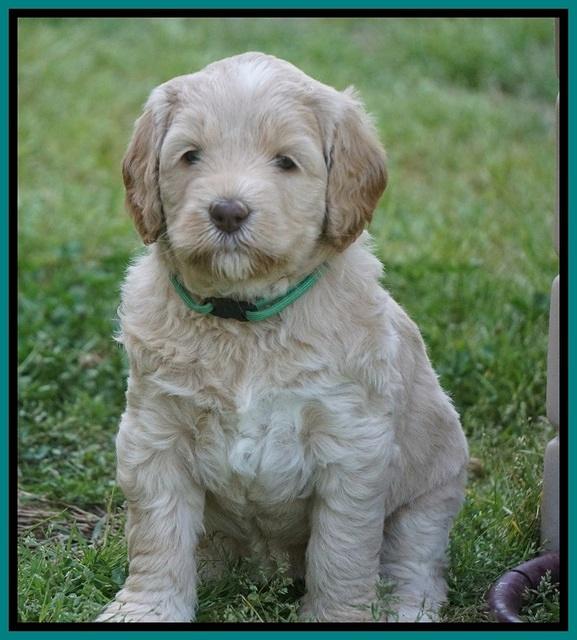 BB Marlow pups 5 wks old 471