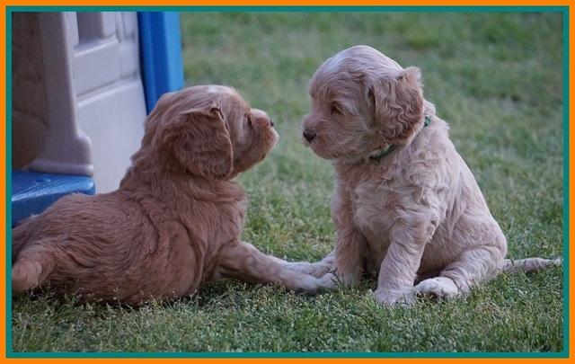 BB Marlow pups 5 wks old 511