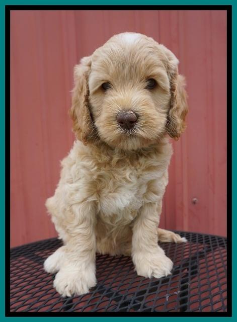 BB Marlow pups 6 wks old 261